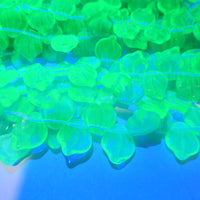 Czech Petunia Leaf Glass Beads 12x5mm Transparent Teal Uranium