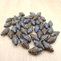 Miter Shell Beads 16x8mm Blue Luster Bronze Lined