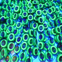 Table Cut Kiwi Beads 14x10mm Copper Lined Transparent Aqua Brass